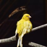 CC Delinquency: Subprime Performance the “Canary in the Coalmine”